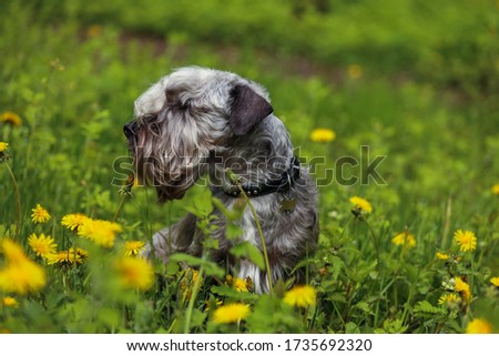 The Cesky Terrier in the the dandelions Royalty-Free Stock Photo #1735692320