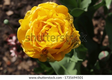 peony yellow tulips in the garden