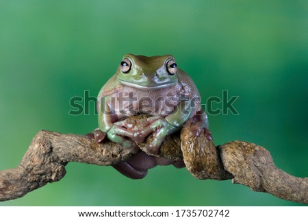 Australian white tree frog sitting on branch, dumpy frog on branch, Tree frogs shelter under leaves, amphibian closeup