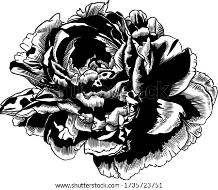 Hand drawing and sketch Peony flower. Black and white with line art illustration.