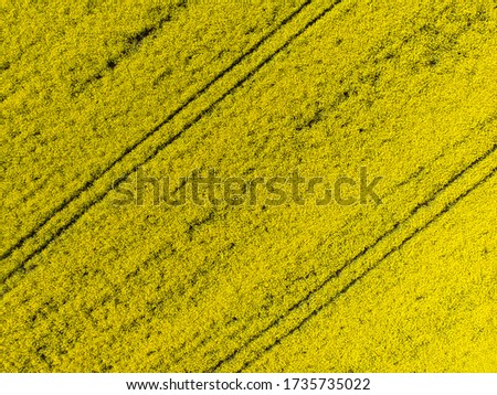 Spectacular top down view of yellow rape, rapeseed or canola field. Agricultural area. Drone photography. Spring wallpaper. Concept of agrarian industry. Location rural place of Ukraine, Europe.