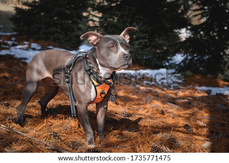 Gray Pit Bull dog wearing an orange dog harness and orange and black dog collar standing on pine cones and needles in nature. Royalty-Free Stock Photo #1735771475