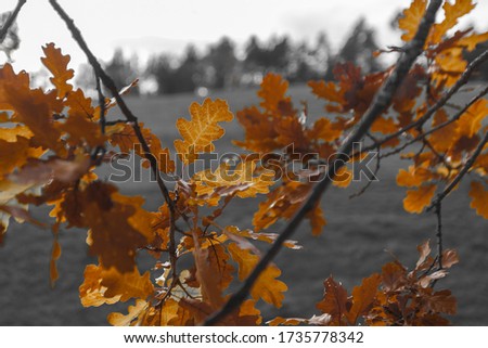 Color isolation effect of oak leaves in autumn, Collepietra - Steinegg, South Tyrol, Italy. Concept: autumn landscape in the Dolomites