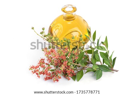 Henna or Lawsonia inermis, flowers and oil have medicinal properties and on natural background.
