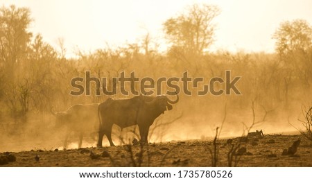 dust and sunrise with the amazing african buffalo to creat an amazing and beautiful picture