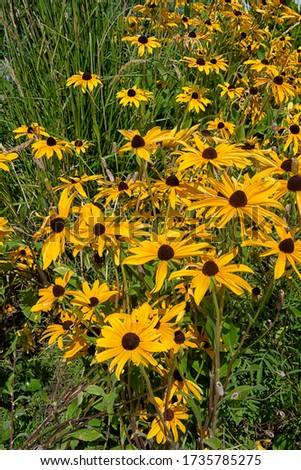 Bright yellow Rudbeckia hirta or Black Eyed Susan flowers. a Native Americans medicinal herb