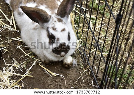 New Zealand English Spot mixed female rabbit in dirt