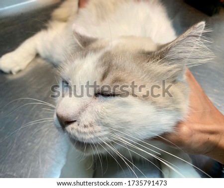 Facial oedema due to acetaminophen toxicity in cat Royalty-Free Stock Photo #1735791473