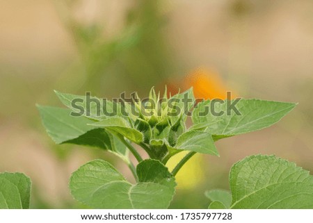 Common sunflower or Helianthus annuus, Annual sunflower