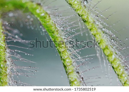 beautiful drop on green grass in nature for backgroud