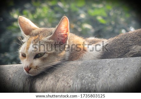 Beautiful cat sleeping picture in Frame