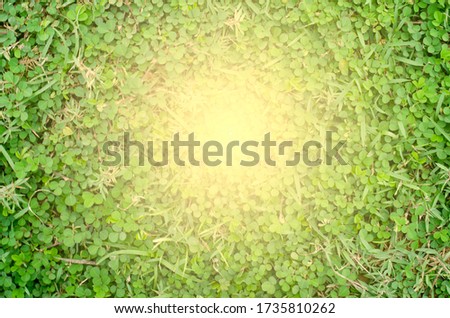 abstract background of green grass flooring is the background for inserting images and text.