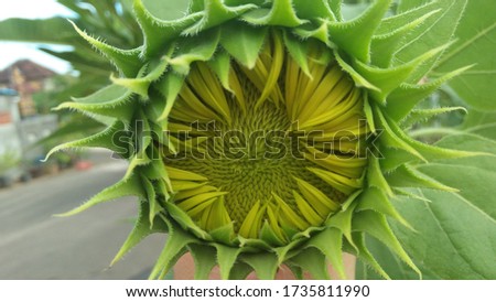 sunflowers that have started to bloom