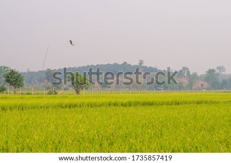 Beautiful Colorful of Golden Paddy Field wiht Mountain. Landscape Nature Background. Picture for Agriculture Concept.