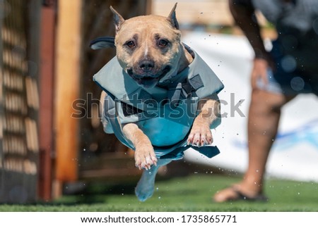 Am Staff dog in a gray floatation vest jumping into a pool