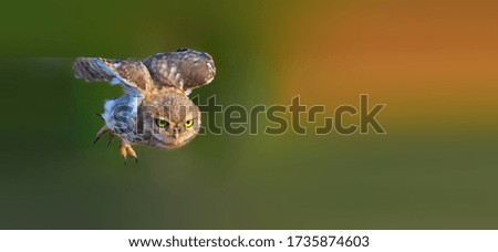Owl foraging in the woods
