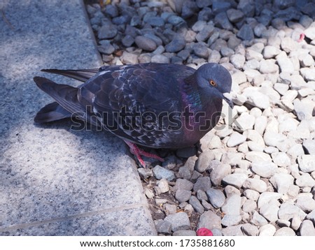 Close picture of the pigeon