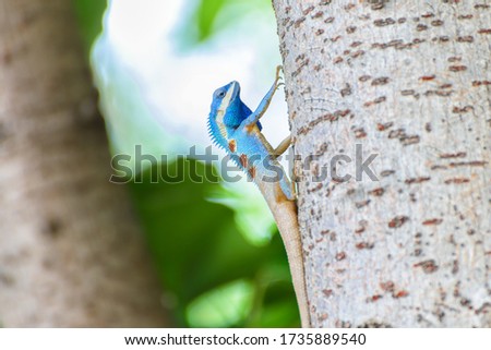 Blue lizard on a tree