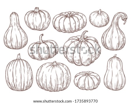 Pumpkins sketch set. Vector hand drawn engraving collection. Autumn Season, Harvesting, Halloween, Thanksgiving.  Royalty-Free Stock Photo #1735893770