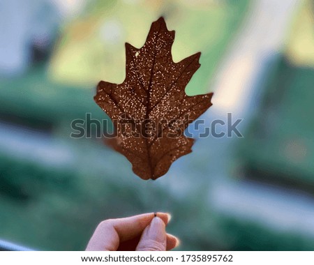 Hand holding a maple leaf