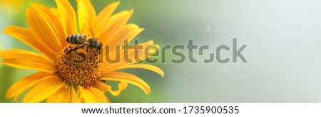 Bee and flower. Banner. Close up of a large striped bee collecting pollen on a yellow flower on a Sunny bright day. Summer and spring backgrounds