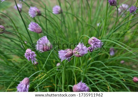 Green blooming onion as background. Alium.