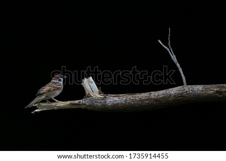 A sparrow on a branch