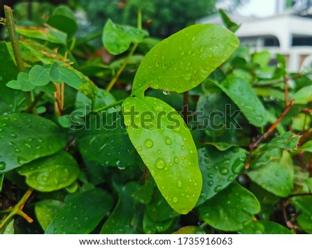 Geen texture closeup : Geen plants and trees in nature concept,Fresh green leaves , Close-up of a leaf and water drops on it background.