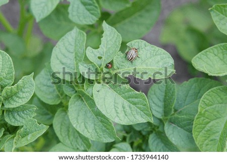 Colorado potato beetle on a potato bush. Insect pest.