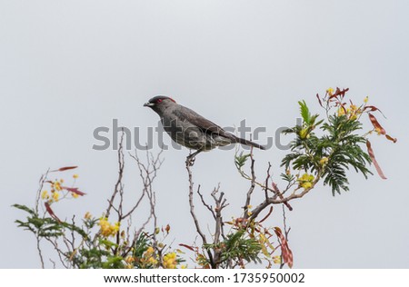 Red-crested Cotinga (Ampelion rubrocristatus) cotingas birds