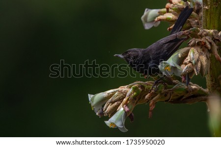 Black Flowerpiercer  (Diglossa humeralis) coal birds