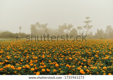 Foggy atmosphere of orang flower field
