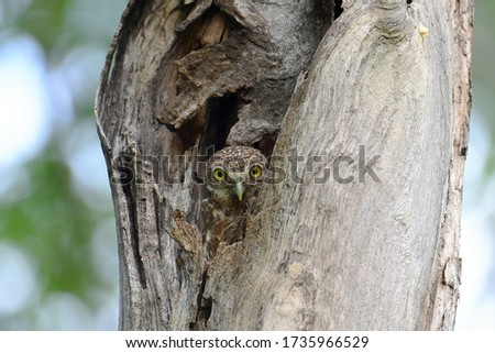 A cute owl hatched in a tree hole