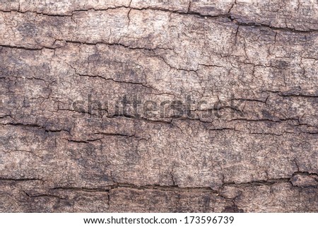 Beautiful wooden texture from the tree 