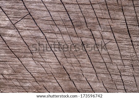 Beautiful wooden texture from the tree 