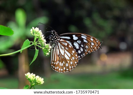Closeup Butterfly on Flower (Pale Blue Tiger)