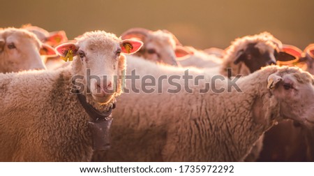 Sheeps in a meadow on green grass at sunset. Portrait of sheep. Flock of sheep grazing in a hill.