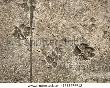 Dog paw print / footprints on dried concrete or cement walkway looking from above. 