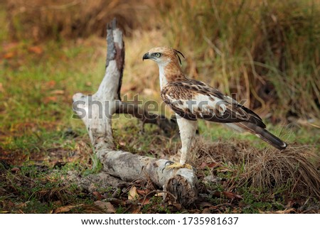Changeable hawk-eagle, Nisaetus cirrhatus, close up, eagle on the ground. Wilpattu national park, Sri Lanka. Wildlife photography.