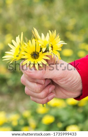 hand holding corsage of yellow daisies
