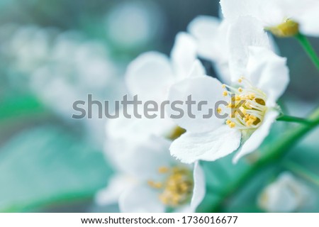 Blooming bird cherry close-up. Detailed macro photo. Beautiful white flowers. Great image for postcards. The concept of spring, summer, flowering.
