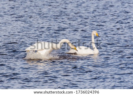 Whooper swan dancing and splashing water in the Finnish lake Pyhajarvi at the spring time.