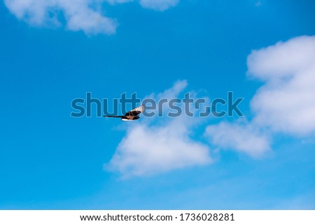 Magpie in flight blue sky