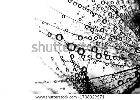 Black and white photo with dandelions. Dandelion seeds with water droplets on white isolated background.