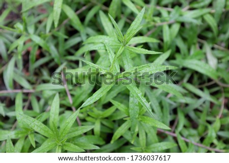 Lithospermum purpurocaeruleum (Boraginaceae), outdoor plants 2020