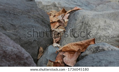 Stone and dried leaves. Autumn vibe