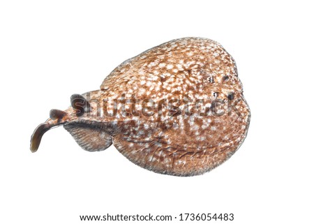 Panther electric ray (Torpedo panthera) isolated on a white background. Dangerous underwater animal, Red Sea, Egypt. Close up of Leopard stingray, diving photography. Indo-Pacific Ocean fish. Cut out. Royalty-Free Stock Photo #1736054483