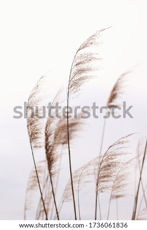 Soft pampas grass in the sky Royalty-Free Stock Photo #1736061836