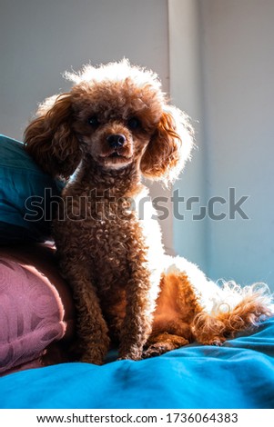 Still picture of dog, on a bed. 