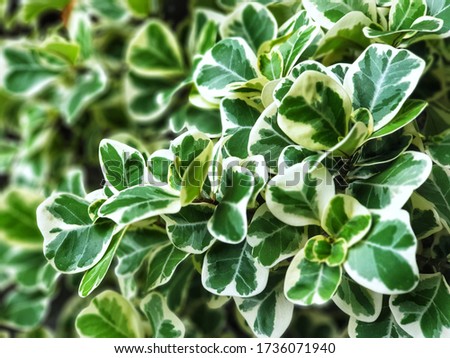 Leaves of Mistletoe fig have green color with white edges.Mistletoe rubber plant background.Is an ornamental plant,easy to grow ,suitable for planting in pots.Ficus deltoidea Jack f. variegata.    